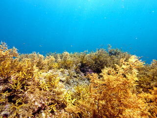 Naklejka na ściany i meble Undersea seaweed and beautiful sea