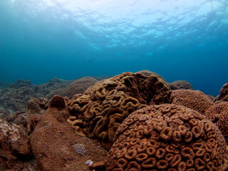 Undersea coral and beautiful sea