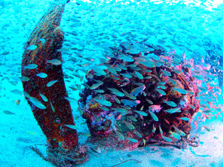 Undersea objects and a school of fish
