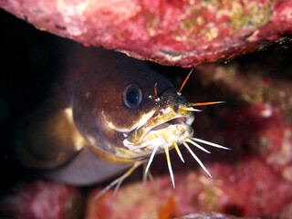 A ferretfish hiding in a crevice between rocks