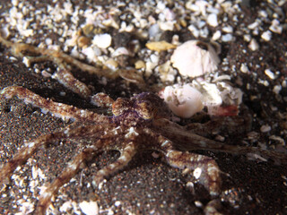 A small octopus that mimics the sand