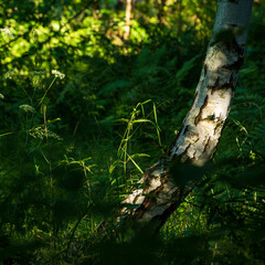 krzywy pień brzozy między trawami i paprociami w lesie, częściowo oświetlony światłem słonecznym 