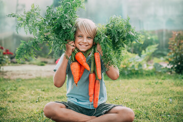 The happy boy is blond, the child holds two bunches of carrots in his hands and smiles, he is...