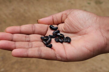 Close up of a woman's palm with several dry Yardlong bean seeds