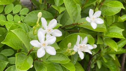 white spring flowers in garden with blurry background.
