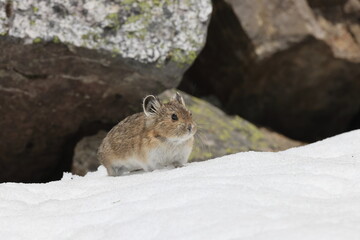Pika  Banff  National Park Kanada