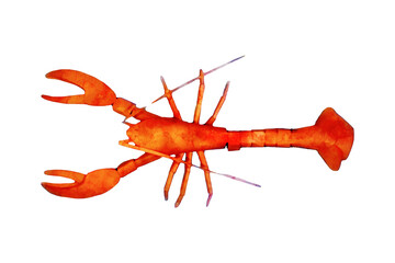 Nautical orange lobster watercolour
