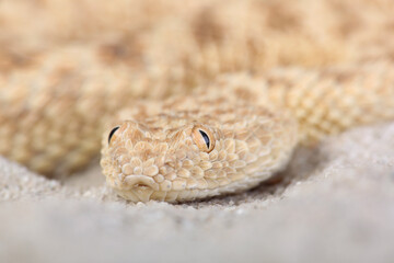 A portrait of a Sahara Sand Viper
