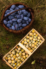 Zwei Körbe mit Mirabellen und Pflaumen bei der Ernte 