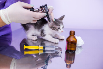 A veterinarian doctor checks the cat's ears with an otoscope in a veterinary clinic. Veterinary care for pets.