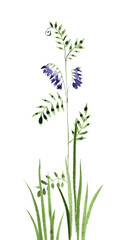 watercolor drawing green grass and wild flowers, cow vetch at white background, hand drawn illustration
