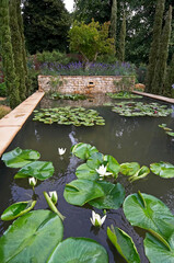 Raised water garden with flowering waterlilies 