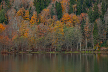 Autumn Colors in the Borcka Karagol Lake, Borcka Artvin, Turkey