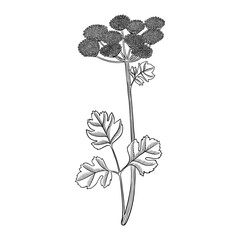 vector drawing flower of coastal hog fennel , Peucedanum japonicum, hallucinogenic plant, herb of traditional chinese medicine, hand drawn illustration