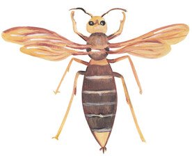 Hornet insect gouache illustration Hand painted png clipart with transparent background