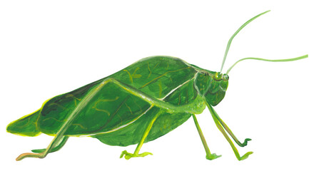 Katydid isnect gouache illustration Hand painted png clipart with transparent background