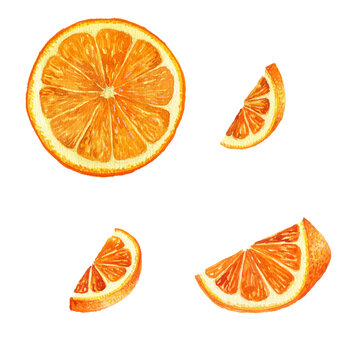watercolor drawing orange slices, citrus fruit, hand drawn illustration