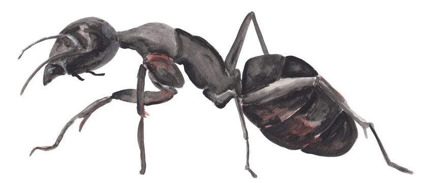 Ant gouache illustration Hand painted png clipart with transparent background Black insect realistic