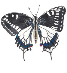 Swallowtail butterfly gouache illustration Hand painted png clipart with transparent background