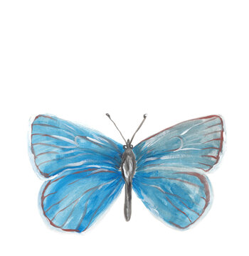 Xerces blue butterfly gouache illustration Hand painted png clipart with transparent background
