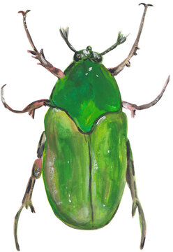 Green June bug gouache illustration Hand painted png clipart with transparent background