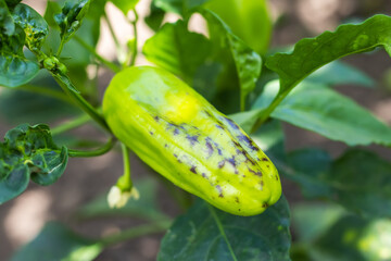 Obraz premium growing bell pepper in a farmer's field