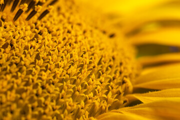 Core of of the flower, texture. Sunflower close-up. Seeds and oil. Flat lay, top view. Macro