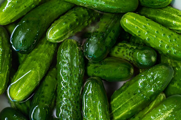 Fresh green cucumbers. Texture pattern background green cucumbers. Image fresh green cucumbers