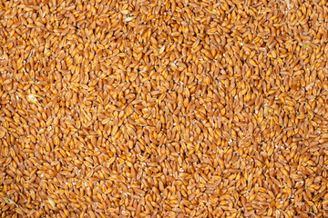 Background of hard red winter wheat grain