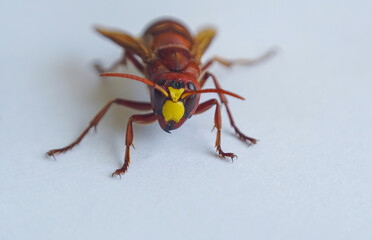 Big red bee on white background