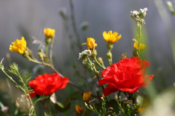 scarlet roses with wildflowers in a misty haze