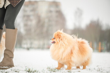 A beautiful thoroughbred spitz plays in the winter on the snow in cloudy weather.