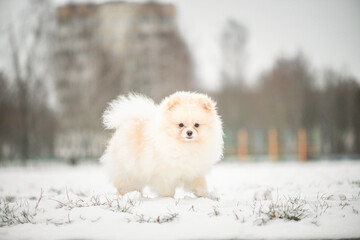 A beautiful thoroughbred spitz plays in the winter on the snow in cloudy weather.