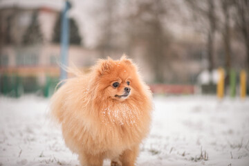A beautiful thoroughbred spitz plays in the winter on the snow in cloudy weather.