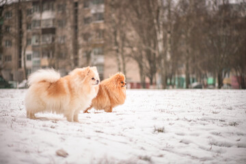 A beautiful thoroughbred spitz plays in the winter on the snow in cloudy weather.