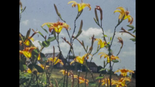 United States 1948, Tobacco sheds through the day lilies