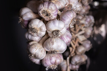 Harvested garlic hanging in bundles to dry