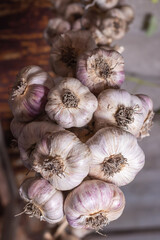 Harvested garlic hanging in bundles to dry