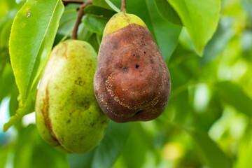 Sick pear tree in garden. Rotten yellow pear fruit close-up macro