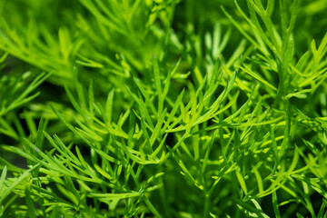 Fresh green dill background. fresh green dill texture.