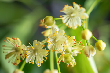 Flowers of blossoming tree linden wood, used for pharmacy, apothecary, natural medicine and healing herbal tea.