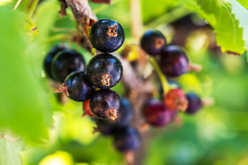 Bush of black currant with ripe bunches of berries and leaves on blurred natural green background.