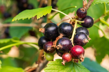 Bush of black currant with ripe bunches of berries and leaves on blurred natural green background.