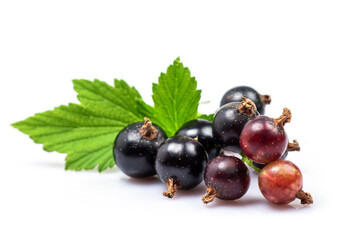 Black currant with leaves isolated on white