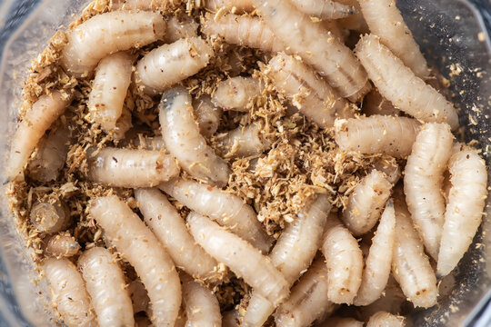 Maggots Images – Browse 61,415 Stock Photos, Vectors, and Video