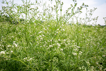 grass and flowers
