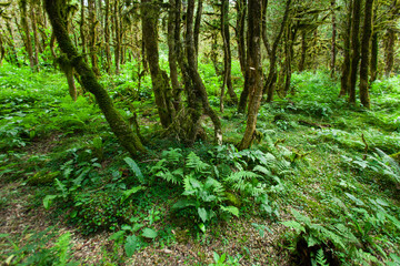 Boxwood Forest in the Camlihemsin, Simsir Tree Rize, Turkey