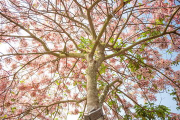 tree in spring