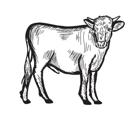 Young bull calf hand drawn sketch.Farming livestock.Vector illustration.