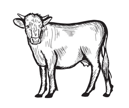 Cow Livestock. Cow and farm in graphic style freehand drawing image. Vector illustration.